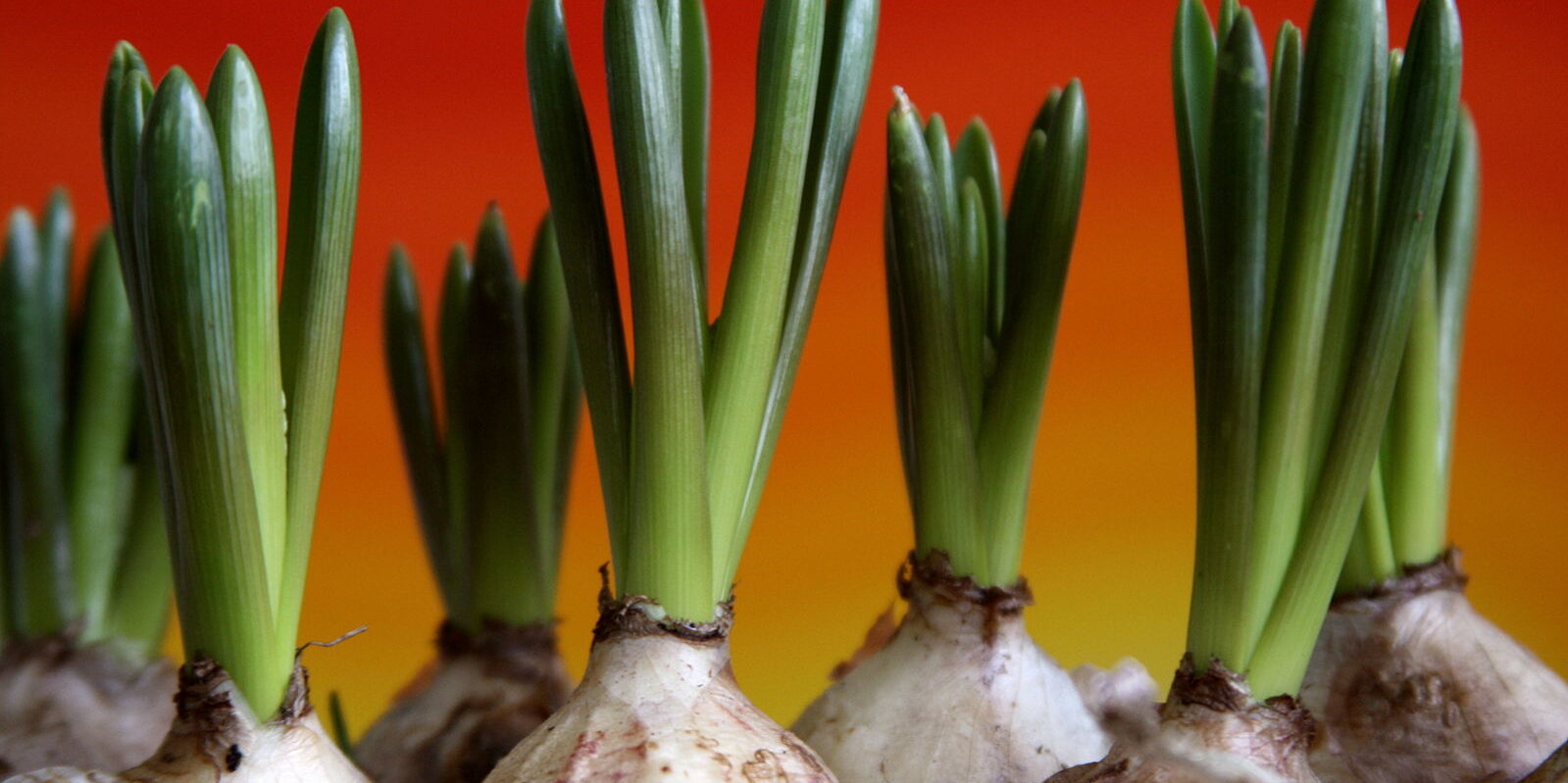 Bulbs Bulbs